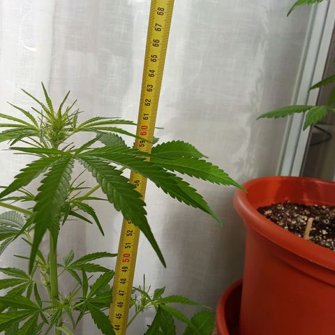 Sour Diesel Auto #1 growlog photo: Added nutrients today, plant is doing great. Height 60 cm, this is +17 cm from April 21👍