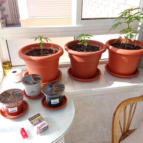 Sour Diesel Auto #2 growlog photo: Added nutrients today, plant is doing fine. Sour Diesel Auto #2 on the right, two AKs on the left.