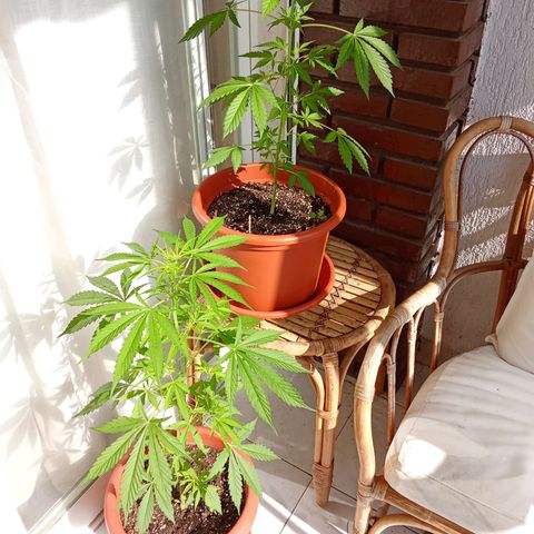 Sour Diesel Auto #1 growlog photo: Sour Diesel Auto #1 at the bottom, Humboldt Headband Auto on the top.