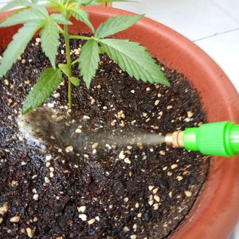 AK-49 Auto #2 growlog photo: Added nutrients today.