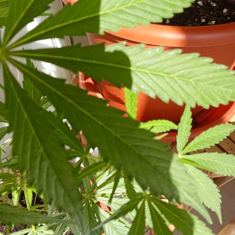 Sour Diesel Auto #1 growlog photo: Added a fresh top layer and added nutrients today. Had to take off a few leaves. Plant is doing great, height is 79 cm an increase of 18 cm from last Sunday.