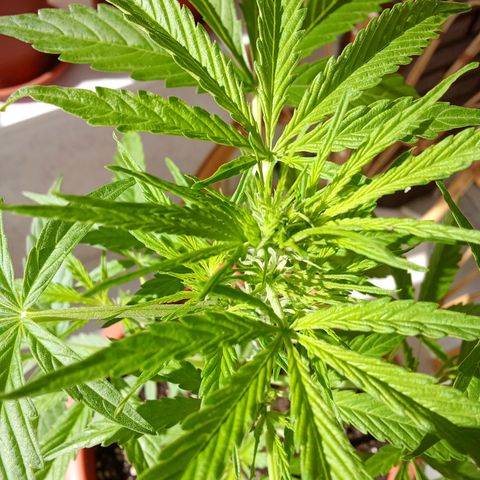 Sour Diesel Auto #2 growlog photo: Added a fresh top layer and added nutrients today. Had to take off a few leaves. Plant is doing great, first sign that the flowering stage is starting.Height is 40 cm an increase of 12 cm from last Sunday.