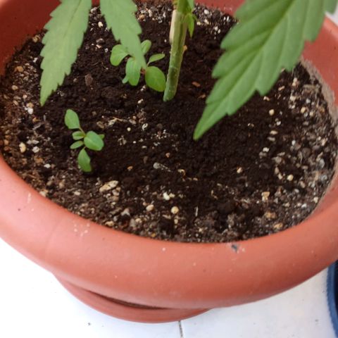 Sour Diesel Auto #2 growlog photo: Added a fresh top layer and added nutrients today. Had to take off a few leaves. Plant is doing great, first sign that the flowering stage is starting.Height is 40 cm an increase of 12 cm from last Sunday.