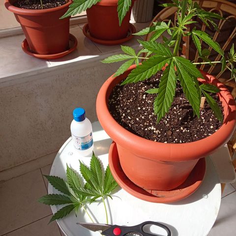 Sour Diesel Auto #2 growlog photo: Added a fresh top layer and added nutrients today. Had to take off a few leaves. Plant is doing great, first sign that the flowering stage is starting.Height is 40 cm an increase of 12 cm from last Sunday.