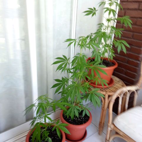 Sour Diesel Auto #2 growlog photo: Added a fresh top layer and added nutrients today. Had to take off a few leaves. Plant is doing great, first sign that the flowering stage is starting.Height is 40 cm an increase of 12 cm from last Sunday.