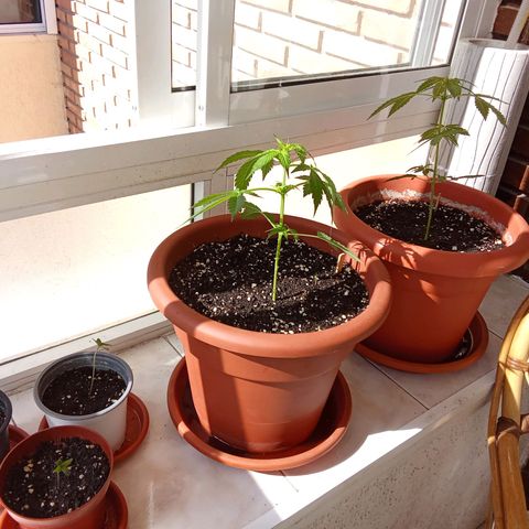AK-49 Auto #1 growlog photo: Added nutrients today. Plant is doing fine, height is 24 cm an increase of 10cm from last Sunday.