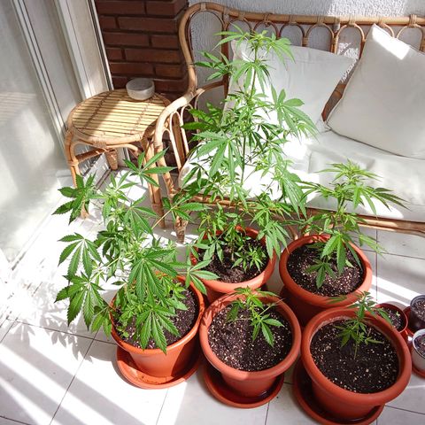 AK-49 Auto #1 growlog photo: Added nutrients today. Plant is doing fine, height is 24 cm an increase of 10cm from last Sunday.