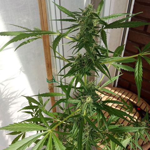 Sour Diesel Auto #1 growlog photo: Plant is doing fine, just a few issues with pests so I had to remove infected leafs but no big deal. I think anonter 2 week to harvest. The hight is 90 cm measured from the top of the soil, had to use a bambo stick to support the plant, the top is getting heavy and it's a little bit windy on my balcony at night.