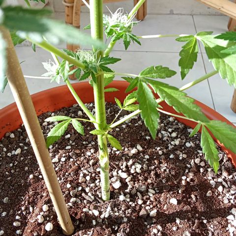 Sour Diesel Auto #1 growlog photo: Plant is doing fine, just a few issues with pests so I had to remove infected leafs but no big deal. I think anonter 2 week to harvest. The hight is 90 cm measured from the top of the soil, had to use a bambo stick to support the plant, the top is getting heavy and it's a little bit windy on my balcony at night.