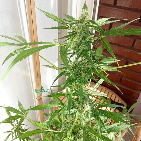 Sour Diesel Auto #1 growlog photo: Plant is doing fine, just a few issues with pests so I had to remove infected leafs but no big deal. I think anonter 2 week to harvest. The hight is 90 cm measured from the top of the soil, had to use a bambo stick to support the plant, the top is getting heavy and it's a little bit windy on my balcony at night.