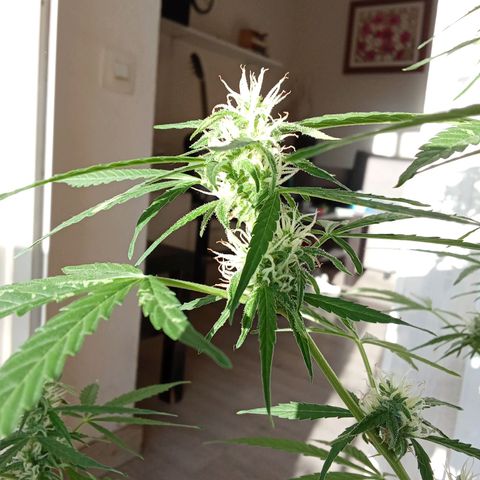 Sour Diesel Auto #2 growlog photo: Plant is doing fine, just a few issues with pests so I had to remove infected leafs but no big deal. I think anonter 5 or 6 weeks to harvest. The hight is 81 cm measured from the top of the soil.