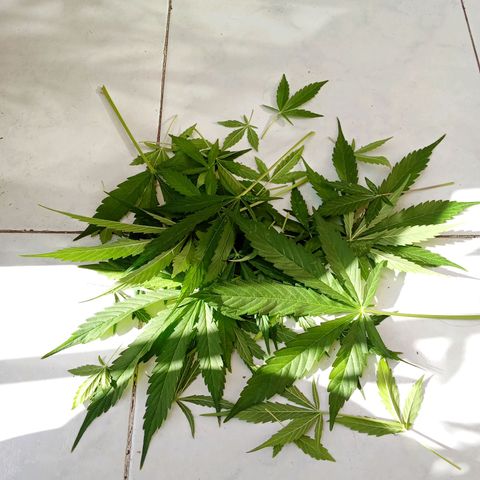 Sour Diesel Auto #2 growlog photo: Plant is doing fine, just a few issues with pests so I had to remove infected leafs but no big deal. I think anonter 5 or 6 weeks to harvest. The hight is 81 cm measured from the top of the soil.