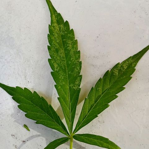 Sour Diesel Auto #2 growlog photo: Plant is doing fine, just a few issues with pests so I had to remove infected leafs but no big deal. I think anonter 5 or 6 weeks to harvest. The hight is 81 cm measured from the top of the soil.