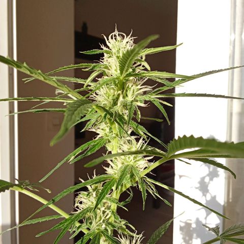 Sour Diesel Auto #2 growlog photo: Plant is doing fine, just a few issues with pests so I had to remove infected leafs but no big deal. I think anonter 5 or 6 weeks to harvest. The hight is 81 cm measured from the top of the soil.