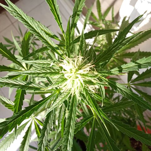 Sour Diesel Auto #2 growlog photo: Plant is doing fine, just a few issues with pests so I had to remove infected leafs but no big deal. I think anonter 5 or 6 weeks to harvest. The hight is 81 cm measured from the top of the soil.
