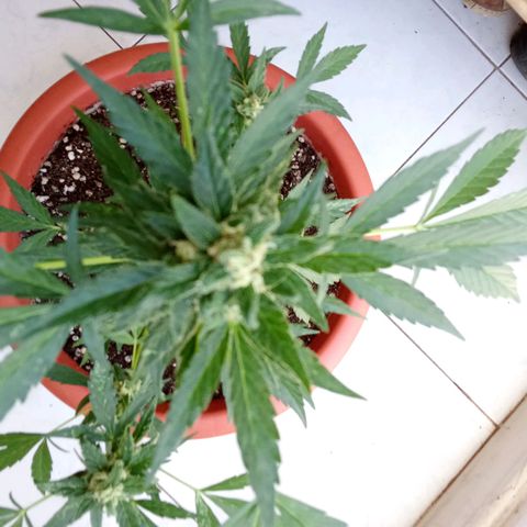 AK-49 Auto #1 growlog photo: Plants are not doing great, more like an absolute disaster. The height is app. 51 cm and 34 cm measured from the top of the soil, far to small and not growing anymore. I think I drowned them a few weeks ago, wasn't paying attention when watering my two Sour Diesels Autos and Humbold Seed Headband Auto. I posted some random pictures from the last few weeks, hope you like them anyway.