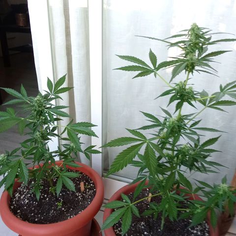 AK-49 Auto #2 growlog photo: Plants are not doing great, more like an absolute disaster. The height is app. 51 cm and 34 cm measured from the top of the soil, far to small and not growing anymore. I think I drowned them a few weeks ago, wasn't paying attention when watering my two Sour Diesels Autos and Humbold Seed Headband Auto. I posted some random pictures from the last few weeks, hope you like them anyway.