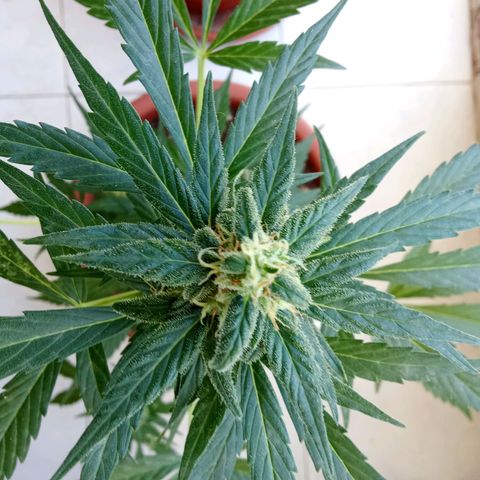 AK-49 Auto #2 growlog photo: Plants are not doing great, more like an absolute disaster. The height is app. 51 cm and 34 cm measured from the top of the soil, far to small and not growing anymore. I think I drowned them a few weeks ago, wasn't paying attention when watering my two Sour Diesels Autos and Humbold Seed Headband Auto. I posted some random pictures from the last few weeks, hope you like them anyway.