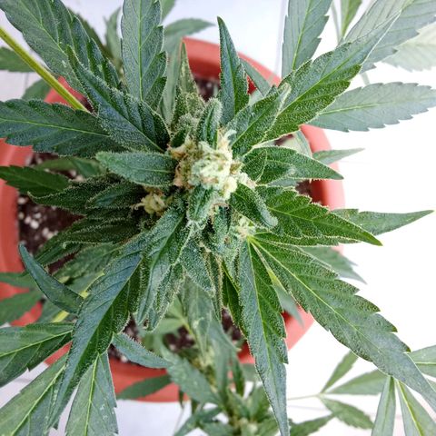 AK-49 Auto #2 growlog photo: Plants are not doing great, more like an absolute disaster. The height is app. 51 cm and 34 cm measured from the top of the soil, far to small and not growing anymore. I think I drowned them a few weeks ago, wasn't paying attention when watering my two Sour Diesels Autos and Humbold Seed Headband Auto. I posted some random pictures from the last few weeks, hope you like them anyway.
