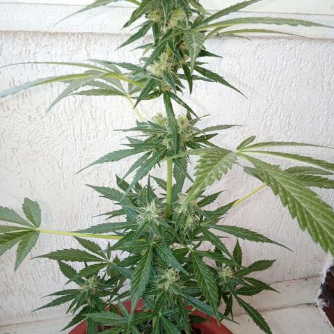 AK-49 Auto #2 growlog photo: Plants are not doing great, more like an absolute disaster. The height is app. 51 cm and 34 cm measured from the top of the soil, far to small and not growing anymore. I think I drowned them a few weeks ago, wasn't paying attention when watering my two Sour Diesels Autos and Humbold Seed Headband Auto. I posted some random pictures from the last few weeks, hope you like them anyway.