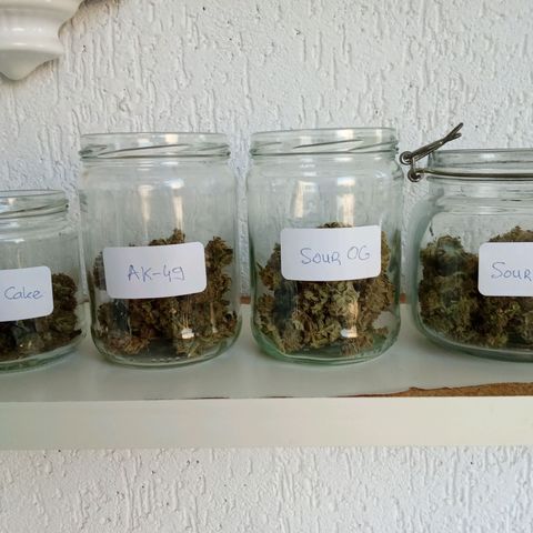 AK-49 Auto #1 growlog photo: Harvested the AK's last weekend, after 4 days of drying its curing now. Nice addition to my collection. Nice strain but wasn´t that easy to grow, I actually did better last year. Outcome is still good, nice punchy aroma.