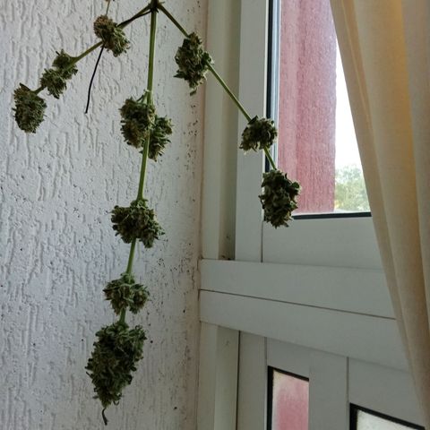 AK-49 Auto #2 growlog photo: Harvested the AK's last weekend, after 4 days of drying its curing now. Nice addition to my collection. Nice strain but wasn´t that easy to grow, I actually did better last year. Outcome is still good, nice punchy aroma.