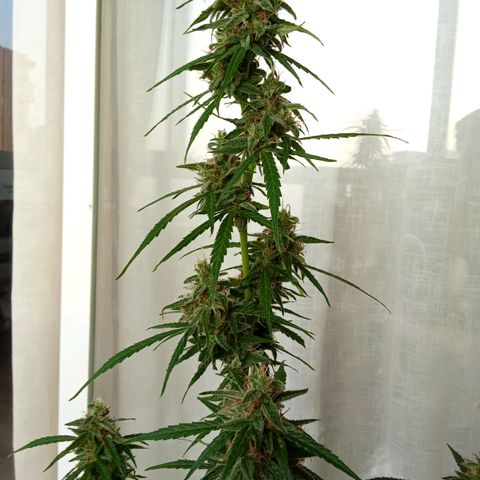 Sour Diesel Auto #2 growlog photo: Nice strain to grow, overal nice taste and arroma. Overall not to difficult to grow. Harvest last week, dryed for about for days. Now curing, nice addition to my collection.