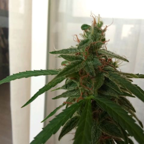Sour Diesel Auto #2 growlog photo: Nice strain to grow, overal nice taste and arroma. Overall not to difficult to grow. Harvest last week, dryed for about for days. Now curing, nice addition to my collection.