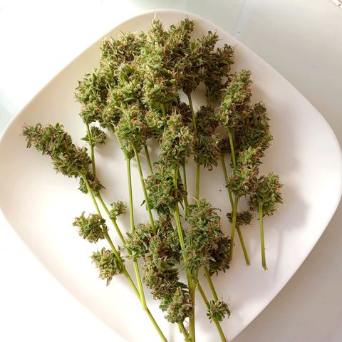 Sour Diesel Auto #2 growlog photo: Nice strain to grow, overal nice taste and arroma. Overall not to difficult to grow. Harvest last week, dryed for about for days. Now curing, nice addition to my collection.