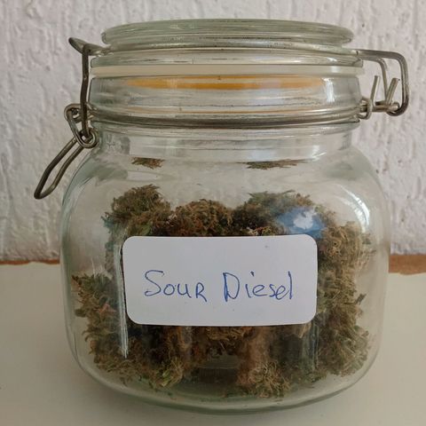 Sour Diesel Auto #2 growlog photo: Nice strain to grow, overal nice taste and arroma. Overall not to difficult to grow. Harvest last week, dryed for about for days. Now curing, nice addition to my collection.
