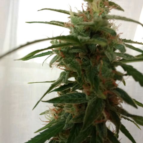 Sour Diesel Auto #2 growlog photo: Nice strain to grow, overal nice taste and arroma. Overall not to difficult to grow. Harvest last week, dryed for about for days. Now curing, nice addition to my collection.