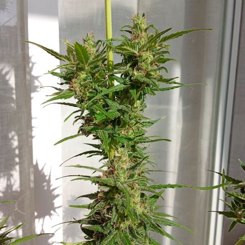 Sour Diesel Auto #2 growlog photo: Nice strain to grow, overal nice taste and arroma. Overall not to difficult to grow. Harvest last week, dryed for about for days. Now curing, nice addition to my collection.