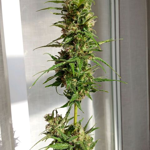 Sour Diesel Auto #2 growlog photo: Nice strain to grow, overal nice taste and arroma. Overall not to difficult to grow. Harvest last week, dryed for about for days. Now curing, nice addition to my collection.