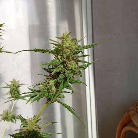 Sour Diesel Auto #2 growlog photo: Nice strain to grow, overal nice taste and arroma. Overall not to difficult to grow. Harvest last week, dryed for about for days. Now curing, nice addition to my collection.