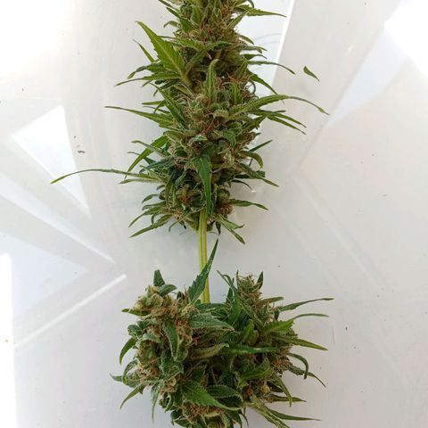 Sour Diesel Auto #2 growlog photo: Nice strain to grow, overal nice taste and arroma. Overall not to difficult to grow. Harvest last week, dryed for about for days. Now curing, nice addition to my collection.
