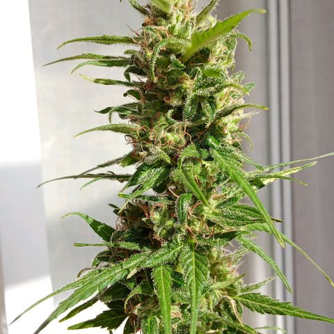 Sour Diesel Auto #1 growlog photo: Nice strain to grow, overal nice taste and arroma. Overall not to difficult to grow. Harvest last week, dryed for about for days. Now curing, nice addition to my collection.