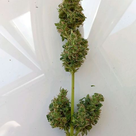 Sour Diesel Auto #1 growlog photo: Nice strain to grow, overal nice taste and arroma. Overall not to difficult to grow. Harvest last week, dryed for about for days. Now curing, nice addition to my collection.