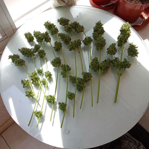 Sour Diesel Auto #1 growlog photo: Nice strain to grow, overal nice taste and arroma. Overall not to difficult to grow. Harvest last week, dryed for about for days. Now curing, nice addition to my collection.