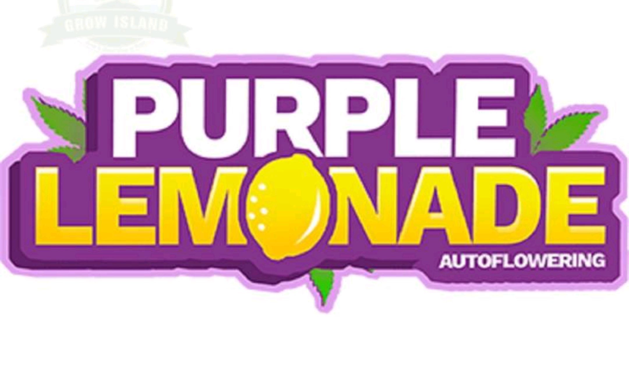 PURPLE LEMONADE AUTO growlog header