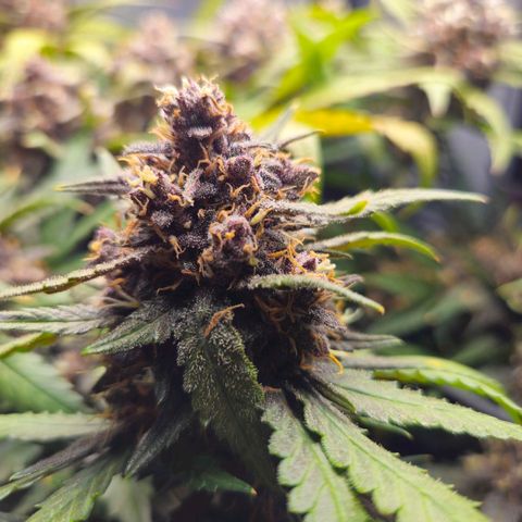 PURPLE LEMONADE AUTO growlog photo: PURPLE LEMONADE AUTO FAST BUDS 