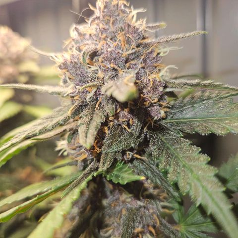 PURPLE LEMONADE AUTO growlog photo: PURPLE LEMONADE AUTO FAST BUDS 