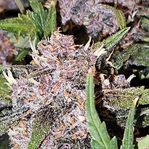 PURPLE LEMONADE AUTO growlog photo: PURPLE LEMONADE AUTO FAST BUDS 