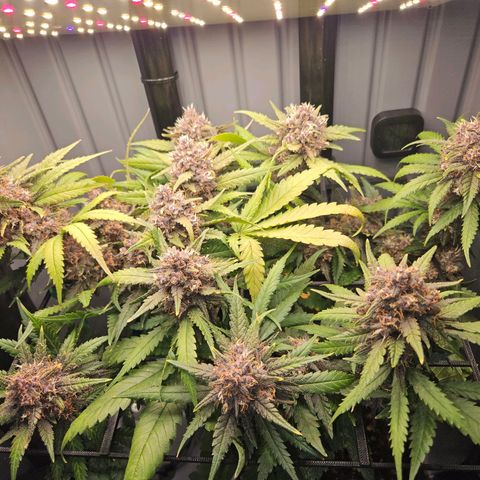 PURPLE LEMONADE AUTO growlog photo: PURPLE LEMONADE AUTO FAST BUDS 