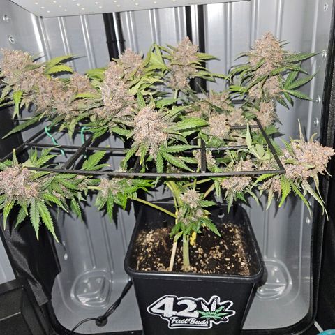 PURPLE LEMONADE AUTO growlog photo: PURPLE LEMONADE AUTO FAST BUDS 