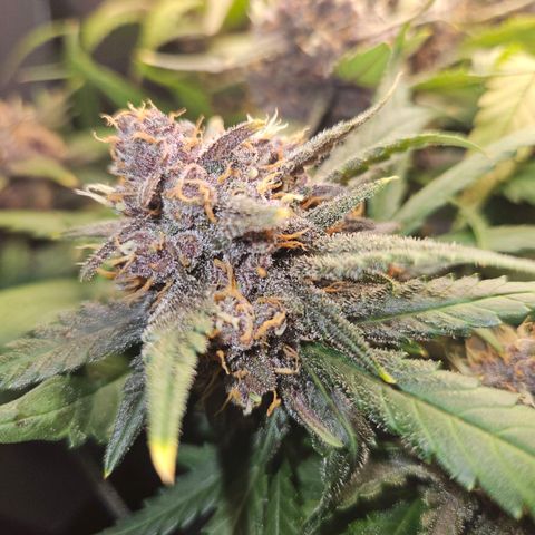 PURPLE LEMONADE AUTO growlog photo: PURPLE LEMONADE AUTO FAST BUDS 