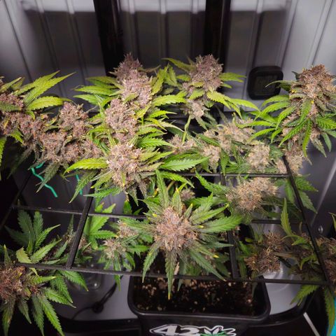 PURPLE LEMONADE AUTO growlog photo: Purple Lemonade Auto von Fast Buds Grow 