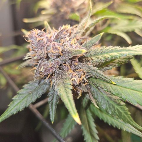 PURPLE LEMONADE AUTO growlog photo: Purple Lemonade Auto von Fast Buds Grow 