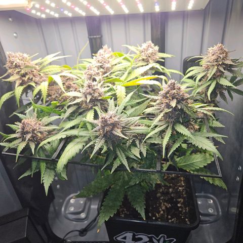 PURPLE LEMONADE AUTO growlog photo: Purple Lemonade Auto von Fast Buds Grow 