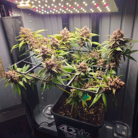 PURPLE LEMONADE AUTO growlog photo: Purple Lemonade Auto von Fast Buds Grow 