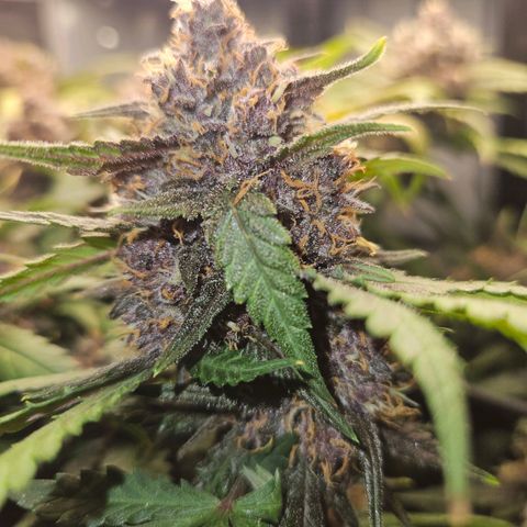 PURPLE LEMONADE AUTO growlog photo: Purple Lemonade Auto von Fast Buds Grow 